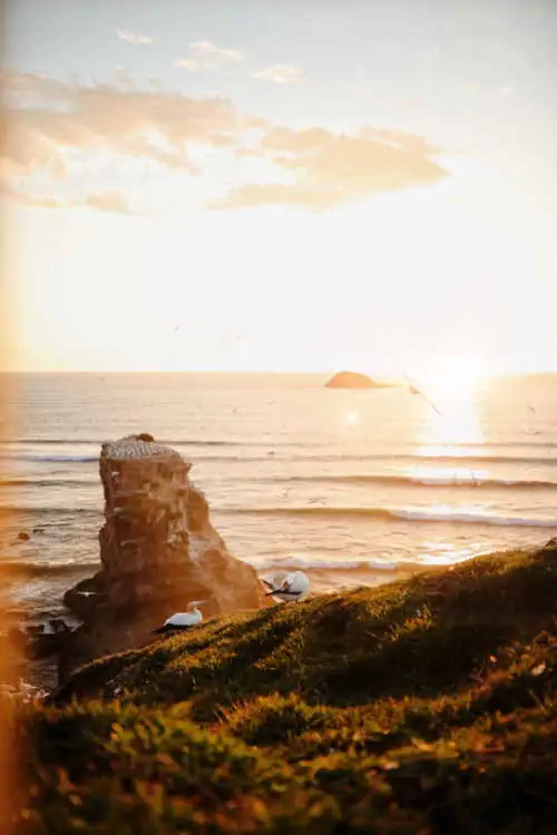 New Zealand gannet colonies are popular destinations and wildlife attractions to experience unique New Zealand wildlife