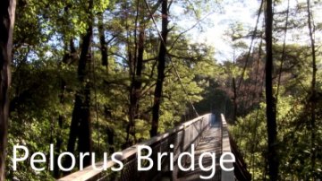 pelorusbridge