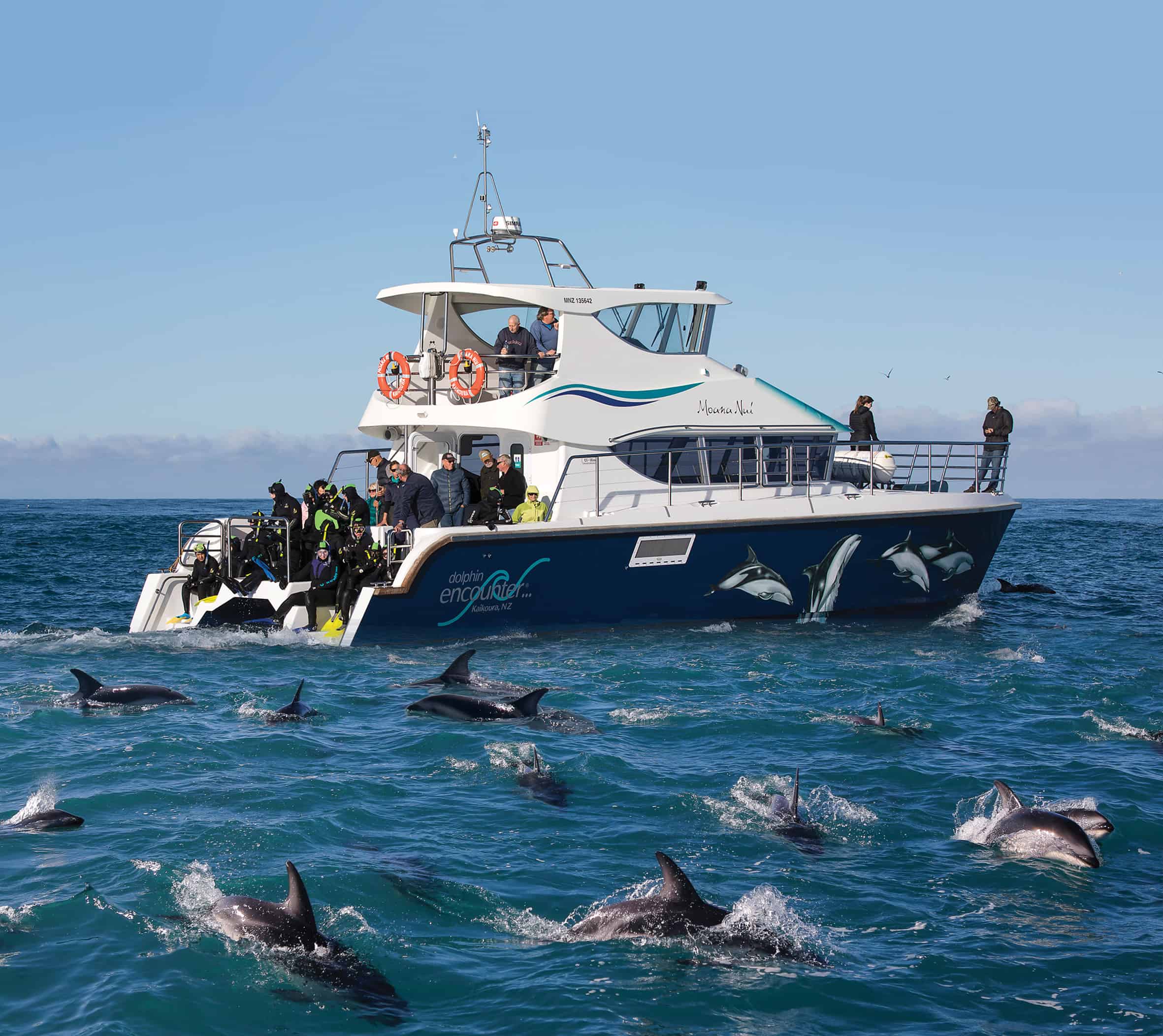 kaikoura dolphin cruise