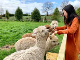 Alpaca Feeding Trail