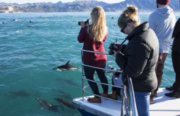 Dolphin Encounter - Watching the Dusky Dolphins