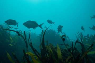 Double Shore Dive with Equipment