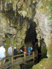Glow Worm Cave Tour