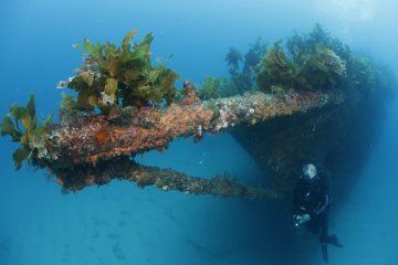 Rainbow Warrior and Reef Dive
