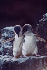 Evening Penguin Safari