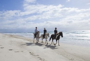 Beach Horse Riding & Wine Tasting Tour from Auckland