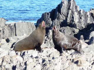 Wellington Seal Coast Safari Tour