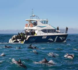 Dolphin Encounter - Swim with or watch Kaikoura's Dusky Dolphins
