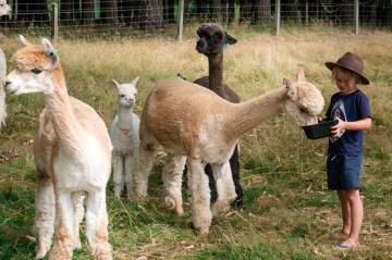 Alpaca Farm Tour - Meet Greet & Feed
