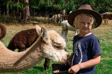 Alpaca Farm Tour 