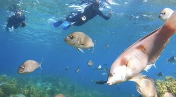 Bay of Islands Snorkelling