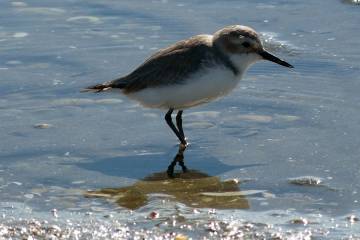 Birdwatching, Hiking & Waterfalls Private Tour