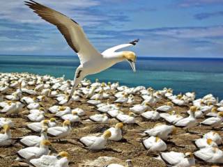 Coast-to-Coast Private Eco Tours