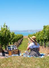 Cruise Ship day Hop on Hop off Yealands & Marlborough Tour