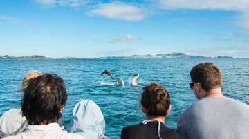Dolphin Eco Cruise