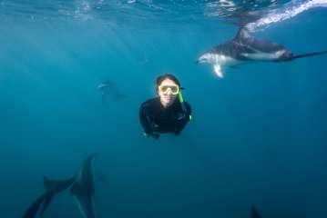 Dolphin Encounter - Swimming with Dusky Dolphins