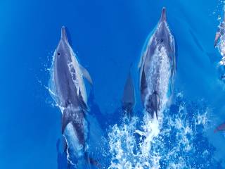 Dolphin & Wildlife Eco Cruise