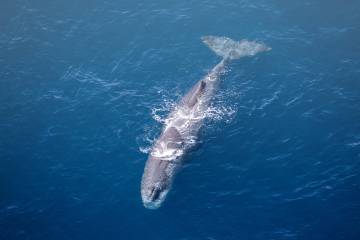 Kaikōura Day Tour From Christchurch With Wings Over Whales Whale Watch Flight (Small Group)