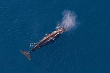 Kaikōura Helicopters - Classic Whale Watch