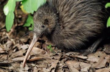 Kiwi North: Whangarei Museum, Kiwi House & Heritage Park