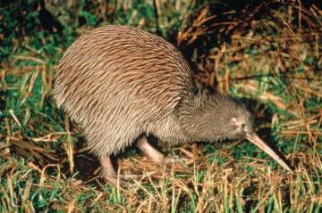 Kiwi Wilderness Experience (Self-Drive Option)
