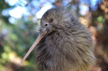 Kiwi Wilderness Experience