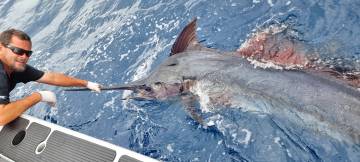 Marlin Fishing Private Charter