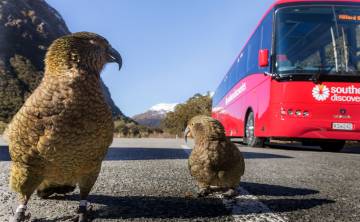 Milford Sound Coach & Discover More Cruise Day Trip