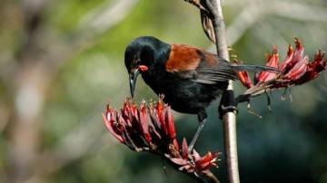 Motuihe Island Wildlife Private Experience
