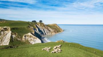 Christchurch Day Out: Sheep Farm Adventure with Lunch, Winery visit and City highlights