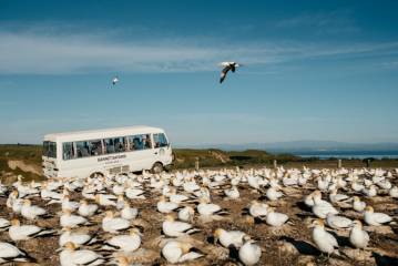 Regular Tour to Cape Kidnappers Gannet Colony