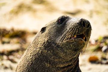 Stewart Island Day Charter - Scenic & Wild-Life Cruise