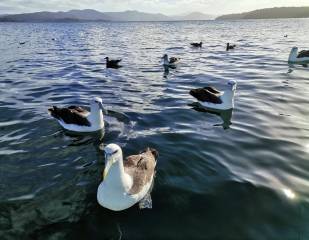 Stewart Island Pelagic and Wild-Life Tour
