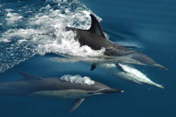 Tikapa Moana Whale & Dolphin Wildlife Cruise