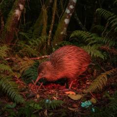 Twilight Kiwi Bird Encounter - Tawharanui Wildlife & Nature Private Tour
