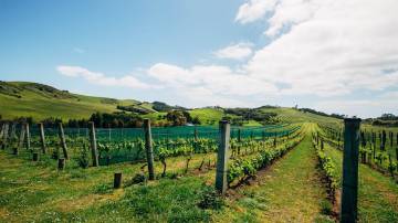 Waiheke Island Luxury Experience