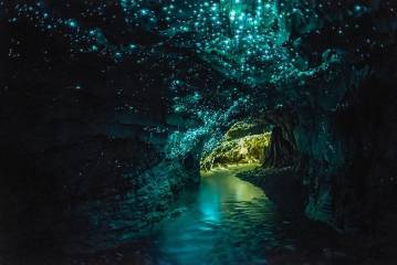 Waitomo Glow Worm Caves & Te Puia (Rotorua) Private Tour