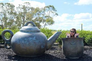 Waitomo Glowworm Caves, Zealong Tea & Kiwi Bird House Private Tour
