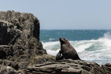 Wellington: Half Day Seal Coast Safari