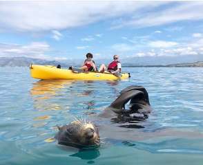 Seal Kayak Tour