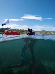 Single Shore Dive with Equipment