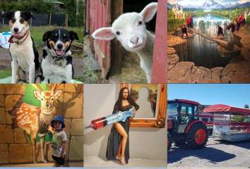 The Farm Tour, 3D Trick Art Gallery Family Combo