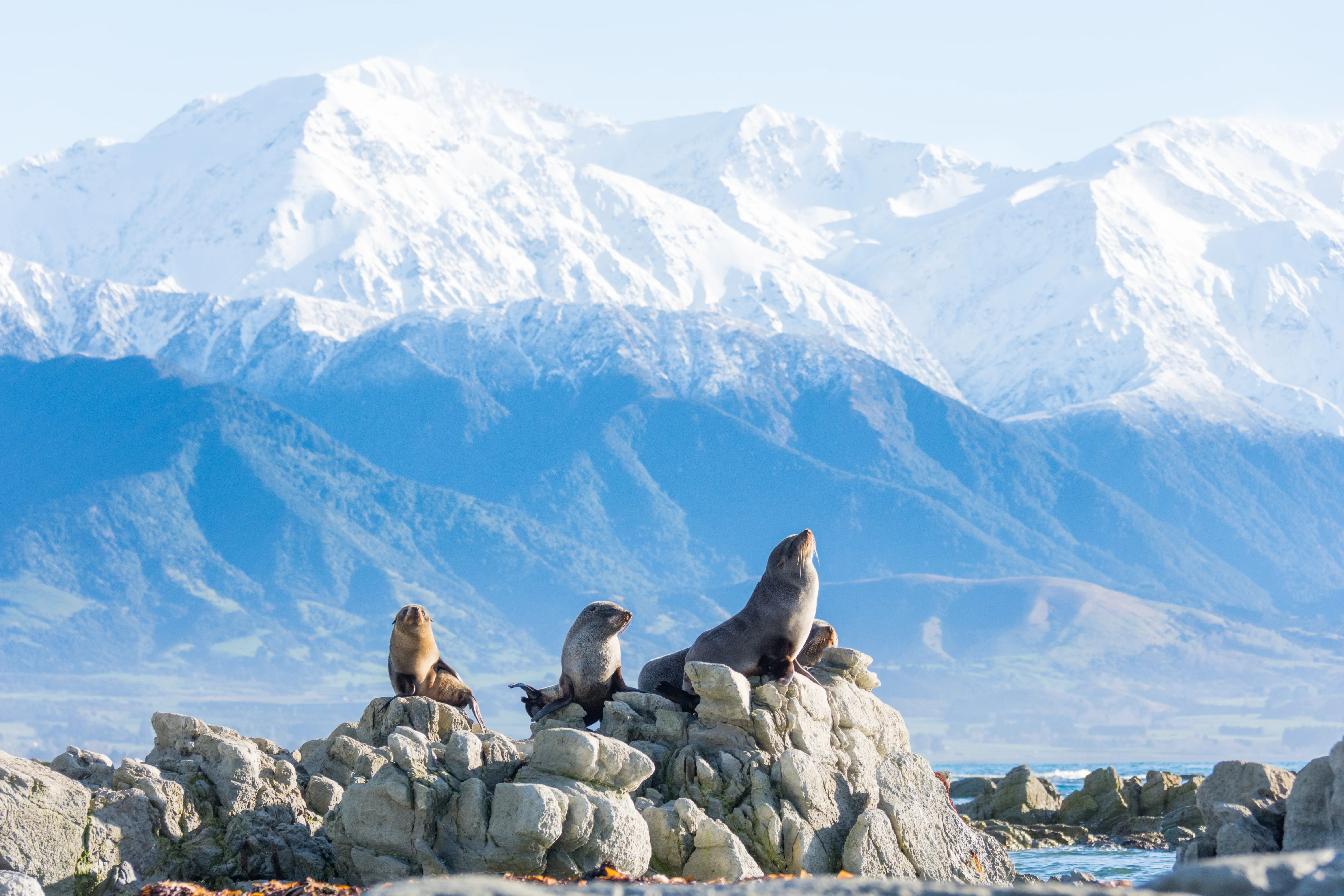 Best Spring Wildlife Experiences in New Zealand