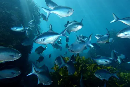 Aquariums