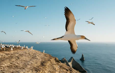 Nature and Wildlife