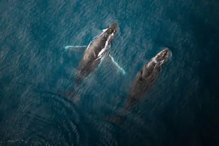 Whale and Dolphin Watching