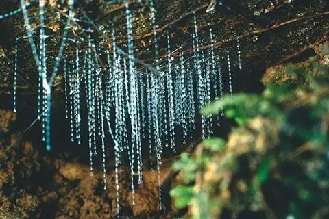 Discover Glow worms