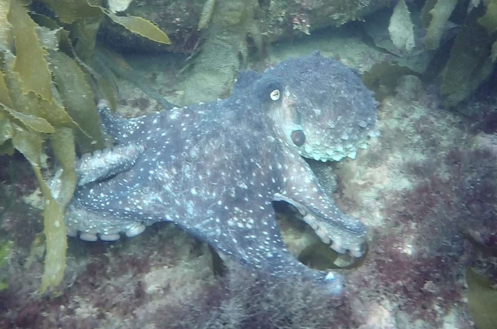 Octopus