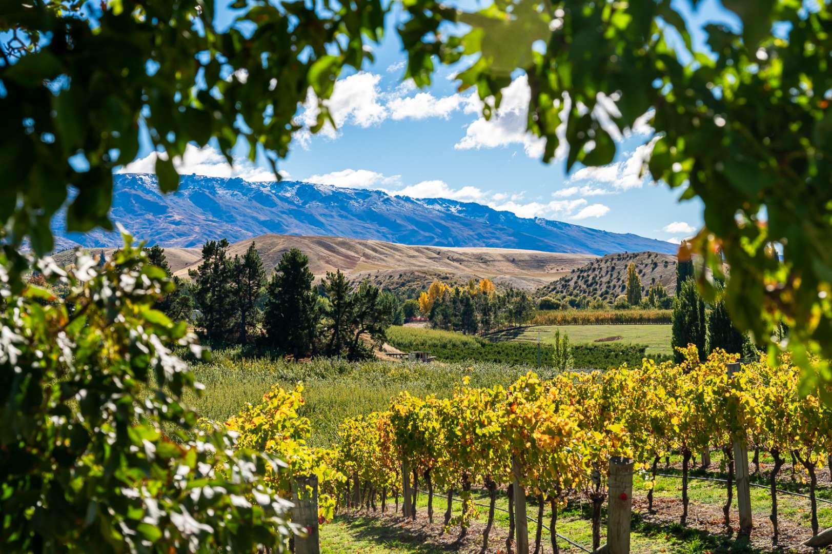 Vineyard