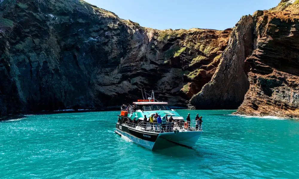 Hop on the Akaroa Cruise| See and Do New Zealand